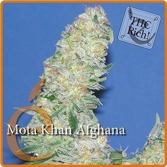 Mota Khan Afghana (Elite Seeds) féminisée