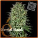 Bestial Skunk (Elite Seeds) féminisée