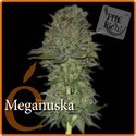 Maganuska (Elite Seeds) féminisée