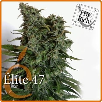 Elite 47 (Elite Seeds) féminisée