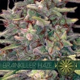 Brainkiller Haze (Vision Seeds) féminisée