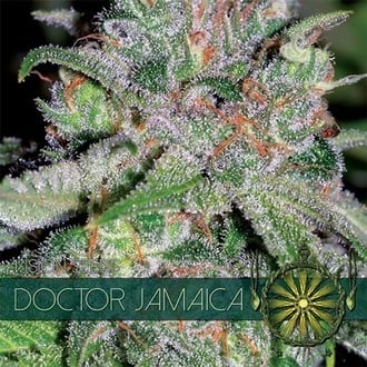 Doctor Jamaica (Vision Seeds) féminisée