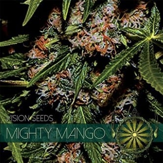 Mighty Mango Bud (Vision Seeds) Féminisée