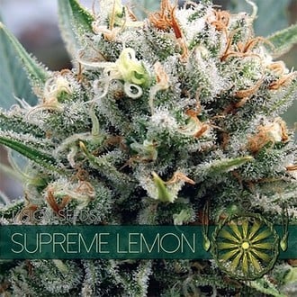 Supreme Lemon (Vision Seeds) féminisée
