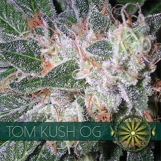 Tom Kush OG (Vision Seeds) Féminisée