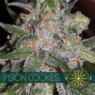 Vision Cookies (Vision Seeds) féminisée