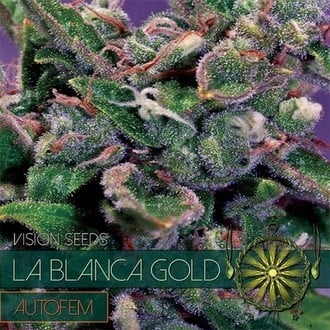 La Blanca Gold Autoflowering (Vision Seeds) féminisée