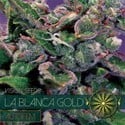 La Blanca Gold Autoflowering (Vision Seeds) féminisée