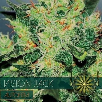 Vision Jack Autoflowering (Vision Seeds) Féminisée