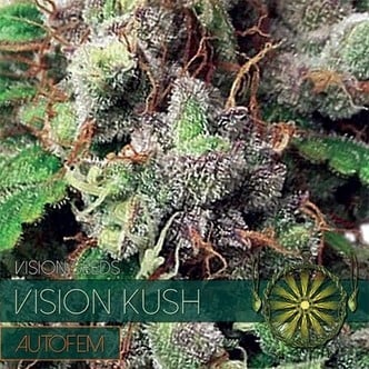 Vision Kush Autoflowering (Vision Seeds) Féminisée