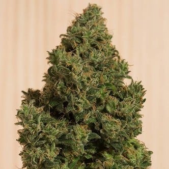 Blue Dream CBD (Humboldt Seeds) féminisée