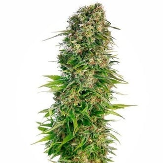 Hindu Kush Automatic (Sensi Seeds) féminisée