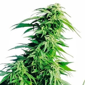 Hindu Kush (Sensi Seeds) Féminisée