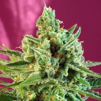 S.A.D. Sweet Afgani Delicious CBD (Sweet Seeds) feminisee