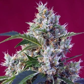 Indigo Berry Kush (Sweet Seeds) feminisee