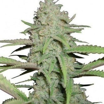 Sweet Bubble (Zativo Seeds) feminisee