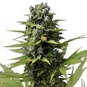 Blue Haze (Zativo Seeds) féminisée