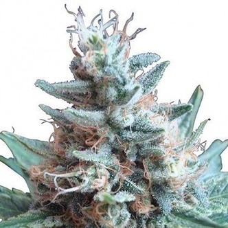 Sweet Candy (Zativo Seeds) feminized