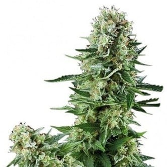 White Widow (Zativo Seeds) feminized