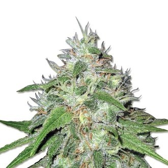 Amnesia Haze (Sensation Seeds) Féminisée