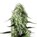 Super Silver Haze (Sensation Seeds) Féminisée