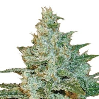 AK 47 (Sensation Seeds) Féminisée