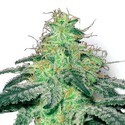 White Widow (Sensation Seeds) Féminisée