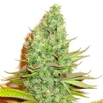 Sensation Victory (Sensation Seeds) feminiezed