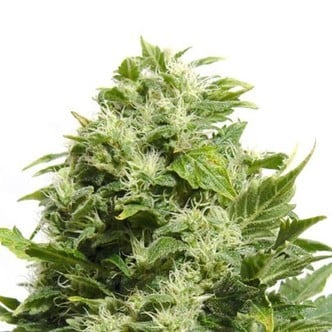 Cheese (Sensation Seeds) Féminisée