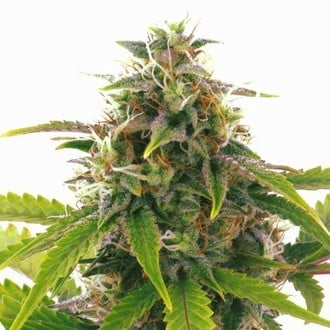 Sensation Haze Auto (Sensation Seeds) féminisée