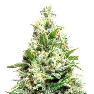 AK Sensation Auto (Sensation Seeds) Féminisée