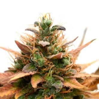 Medijuana CBD (Sensation Seeds) Féminisée