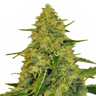 Sensation CBD (Sensation Seeds) feminized