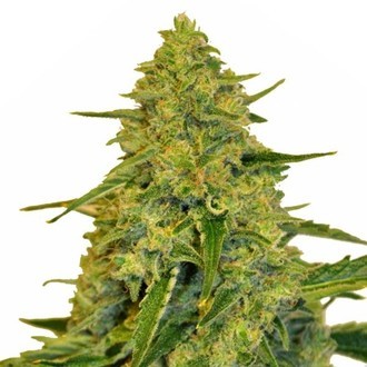 Sensation CBD (Sensation Seeds) Féminisée