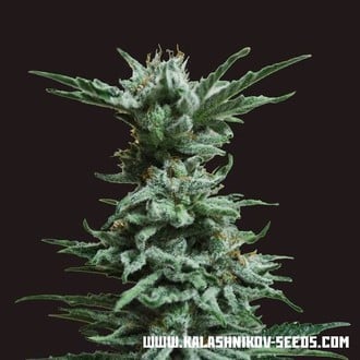 AK Skunk (Kalashnikov Seeds) Féminisée