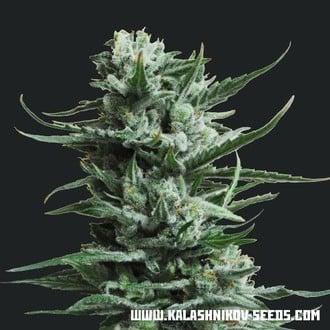 Siberian Haze (Kalashnikov Seeds) Féminisée