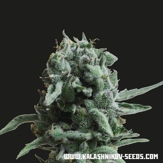 White Widow 47 (Kalashnikov Seeds) Féminisée