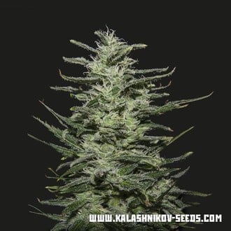 Amnesia Molotov (Kalashnikov Seeds) Féminisée