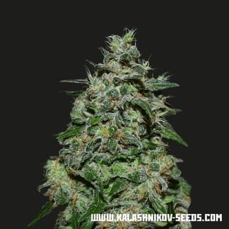 AK Kush Express (Kalashnikov Seeds) Féminisée