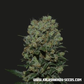 Kalashnikov Express (Kalashnikov Seeds) feminized