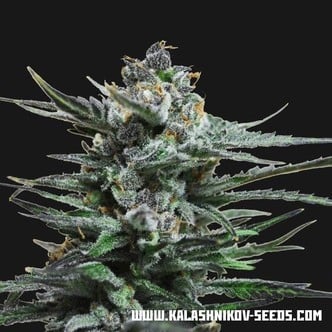 Acid Blue Auto (Kalashnikov Seeds) féminisée