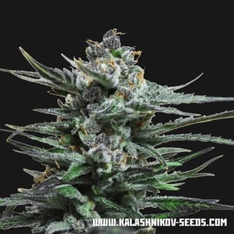 Blue Acid Auto (Kalashnikov Seeds) feminized