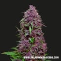 Purple Mazar Auto (Kalashnikov Seeds) féminisée