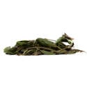 Bobinsana (Calliandra angustifolia) 20 grammes