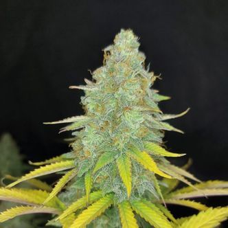 Choco Kush Auto (Amsterdam Genetics) féminisée