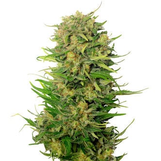 Choco Kush Auto (Amsterdam Genetics) féminisée