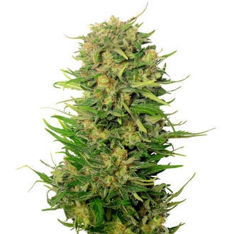 Choco Kush Auto (Amsterdam Genetics) féminisée