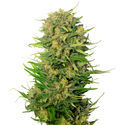 Choco Kush Auto (Amsterdam Genetics) féminisée