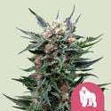 Royal Gorilla (Royal Queen Seeds) Féminisée