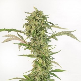 OG Kush Auto CBD (Dinafem) féminisée